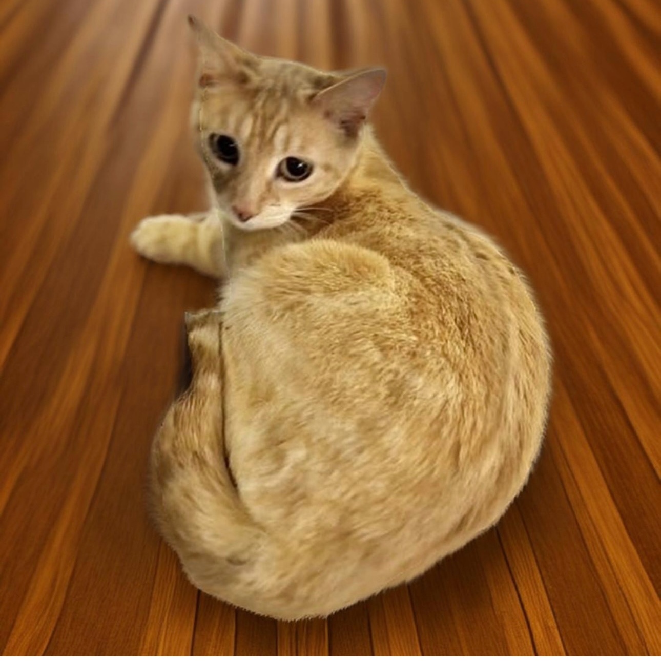 Nick, Young Male Domestic Short Hair