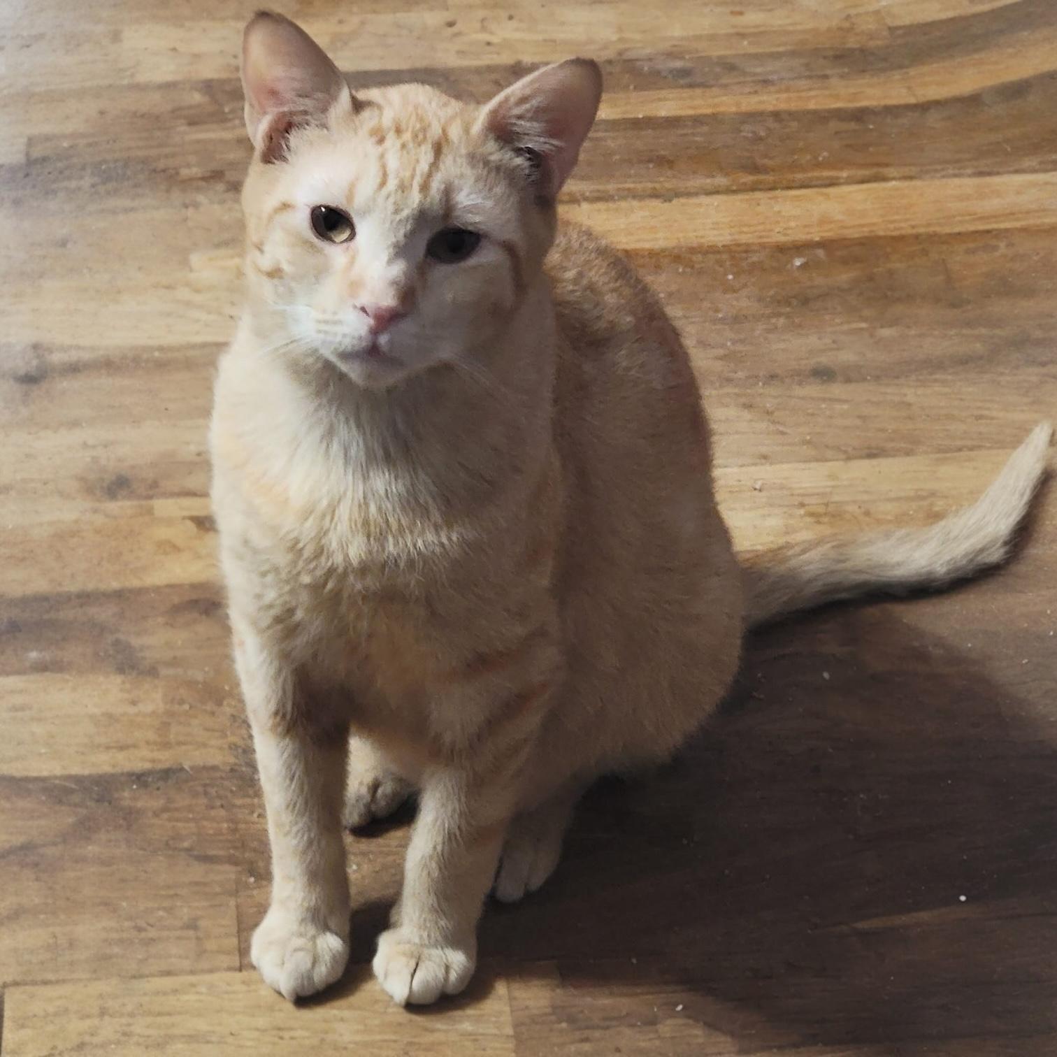 Enlarge Nick, a Adoptable mixed breed in Pittstown, NJ image 2/5