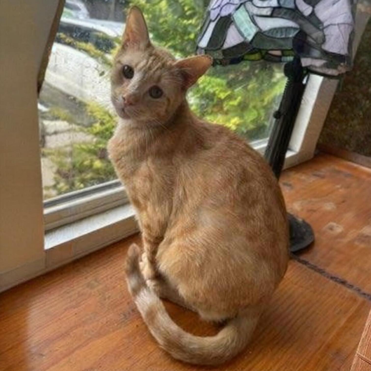 Nick, Adoptable, Young Male Domestic Short Hair & Tabby.