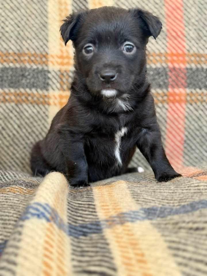 Baby - Spring Litter , Adoptable, Puppy Female Mixed Breed.
