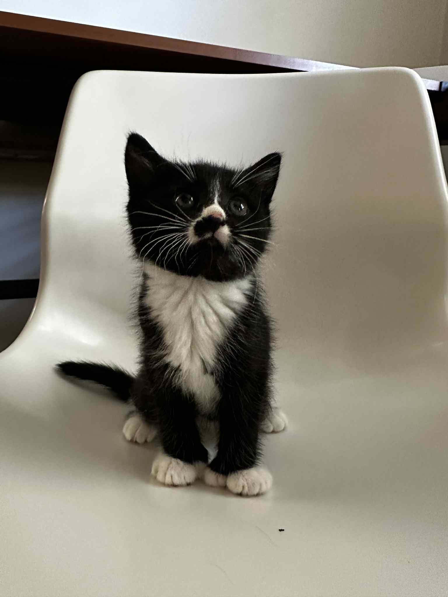 Haru, Adopted, Kitten Male Tuxedo.