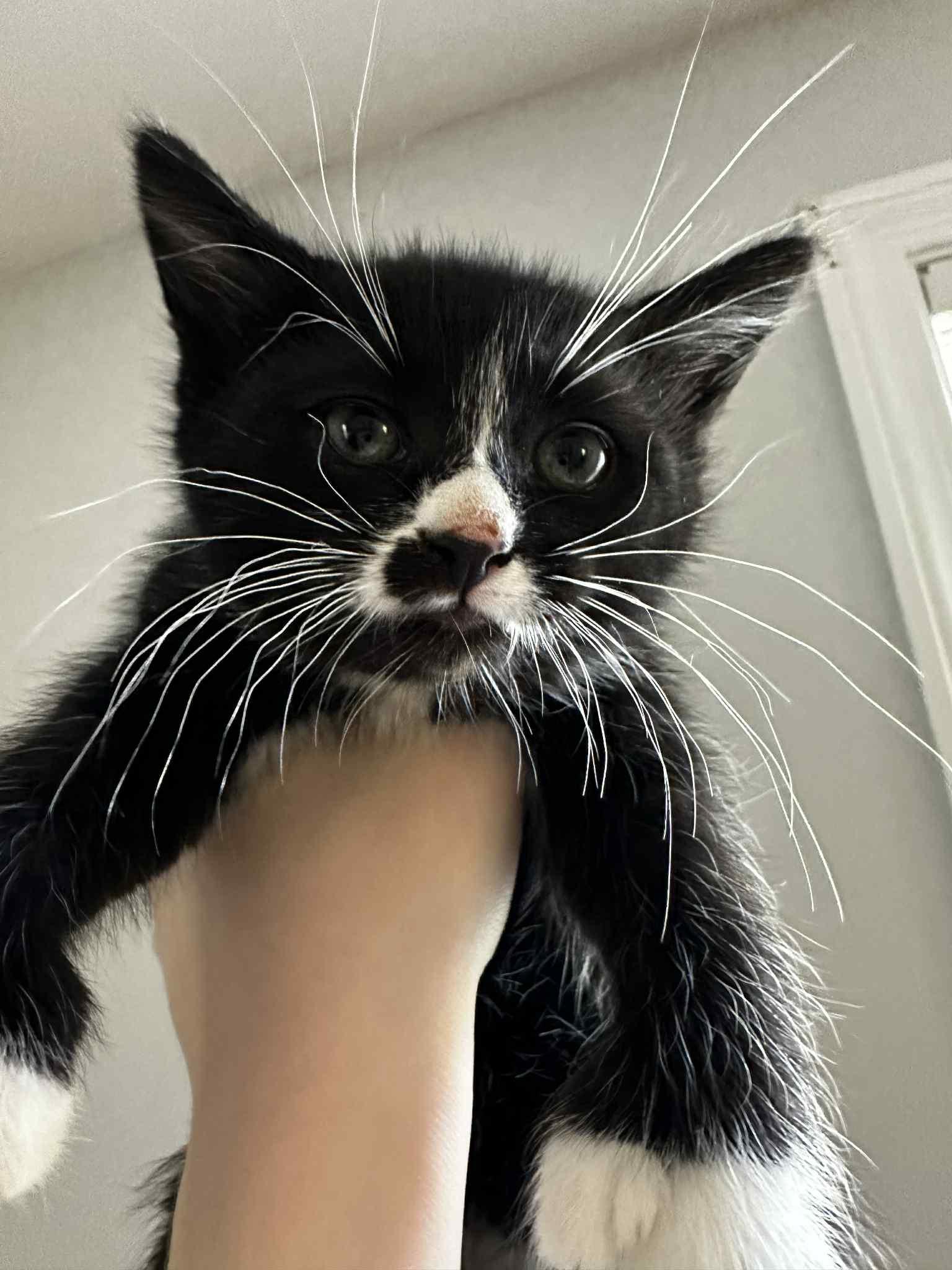 Enlarge Haru, a Adopted Tuxedo in New Bedford, MA image 2/6