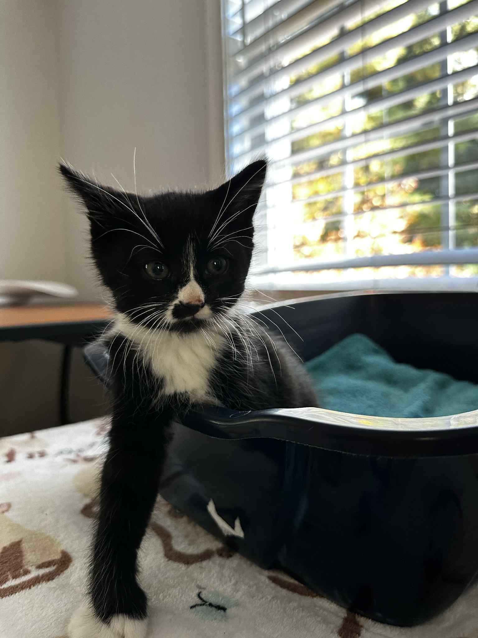 Enlarge Haru, a Adopted Tuxedo in New Bedford, MA image 3/6