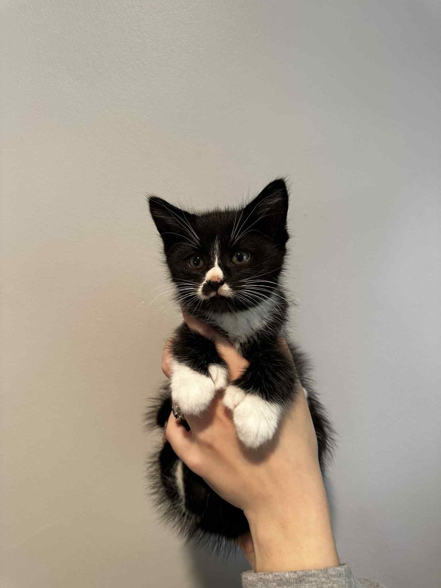 Enlarge Haru, a Adopted Tuxedo in New Bedford, MA image 5/6