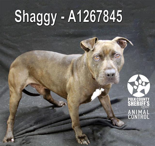 SHAGGY, Adoptable, Adult Male American Bulldog & Mixed Breed.