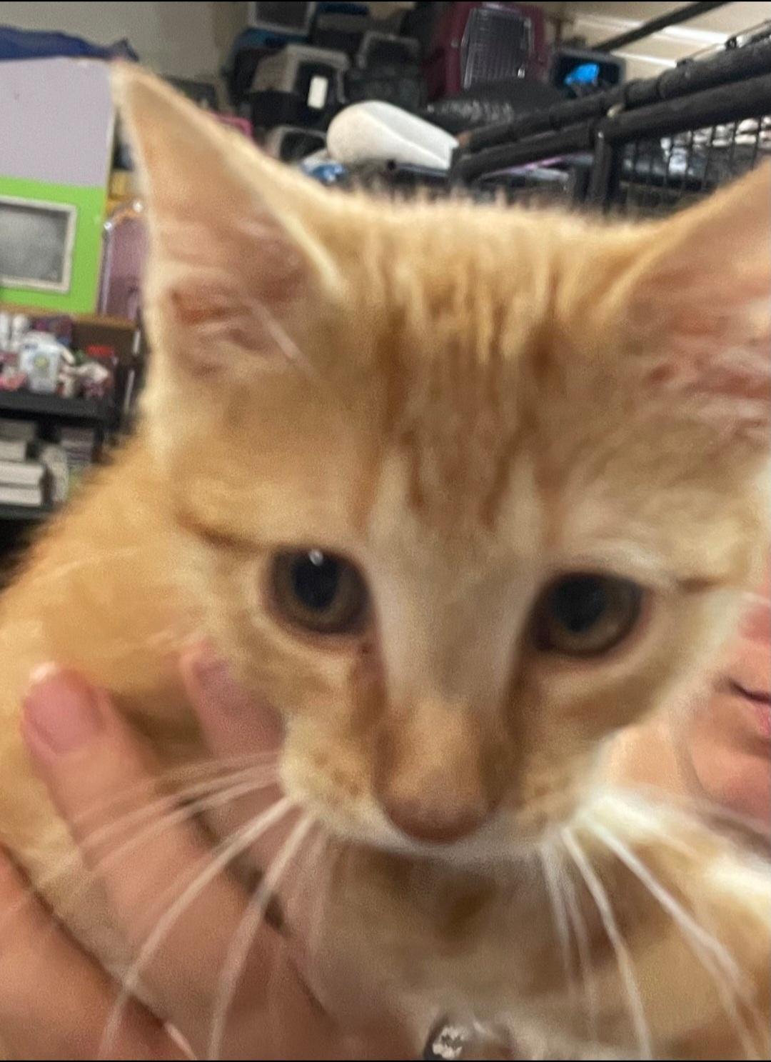 K-17 ollie, an adoptable Tabby in Billings, MT, 59101 | Photo Image 1
