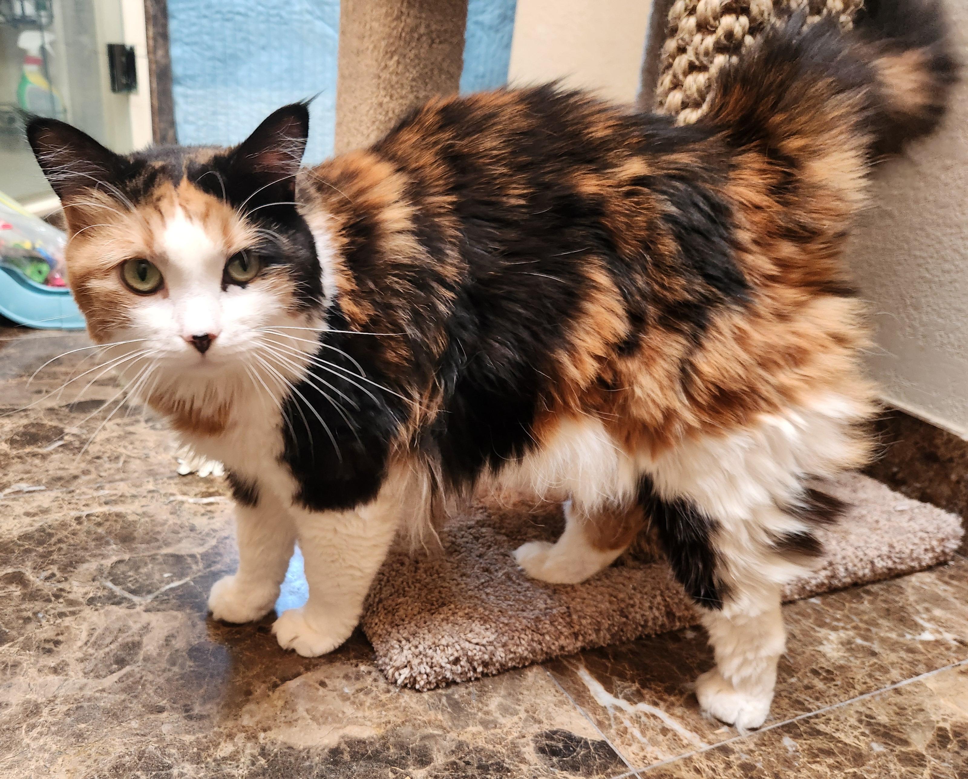 Callie, a ADOPTABLE mixed breed in Oklahoma City, OK image 3/5