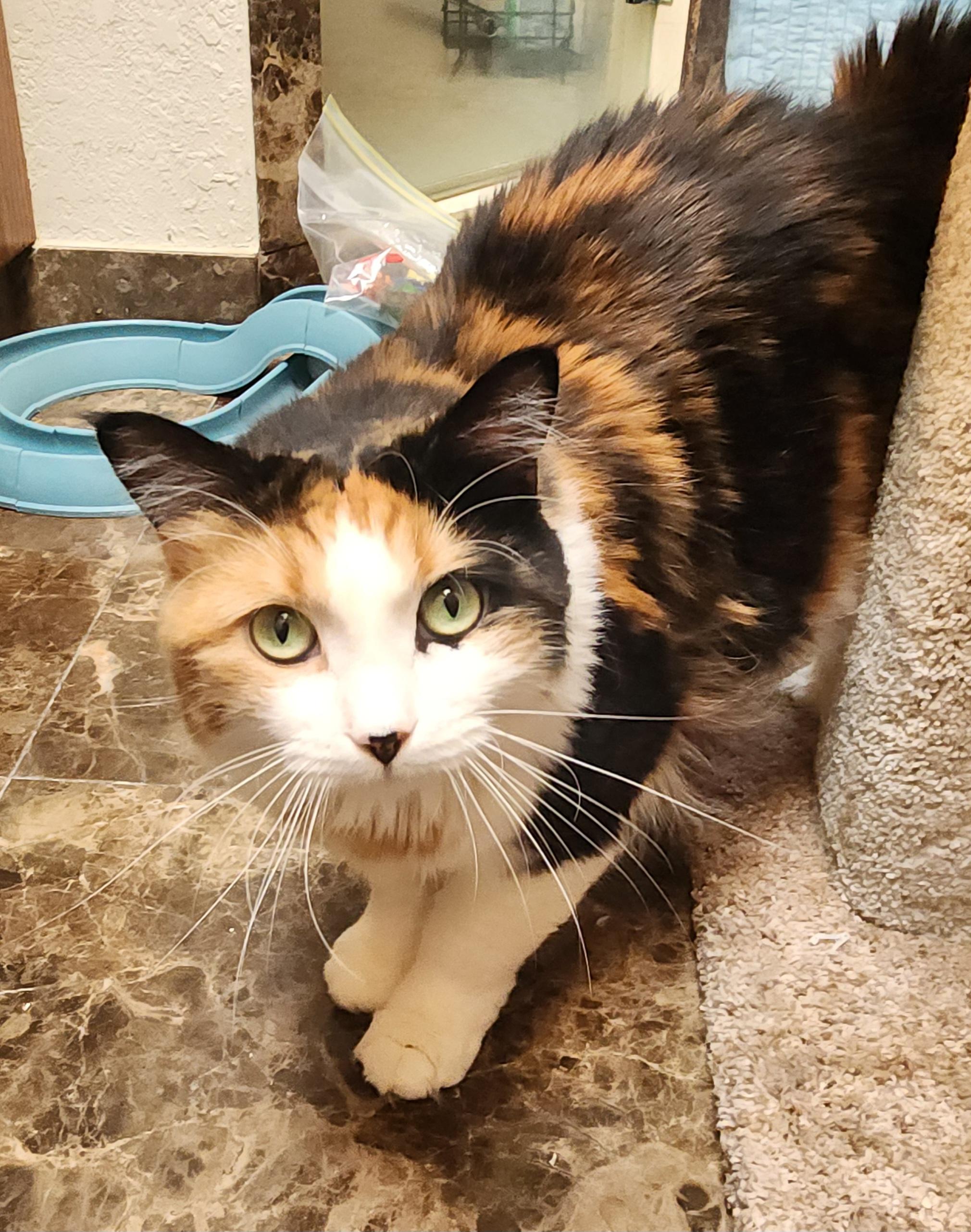 Callie, a ADOPTABLE mixed breed in Oklahoma City, OK image 4/5