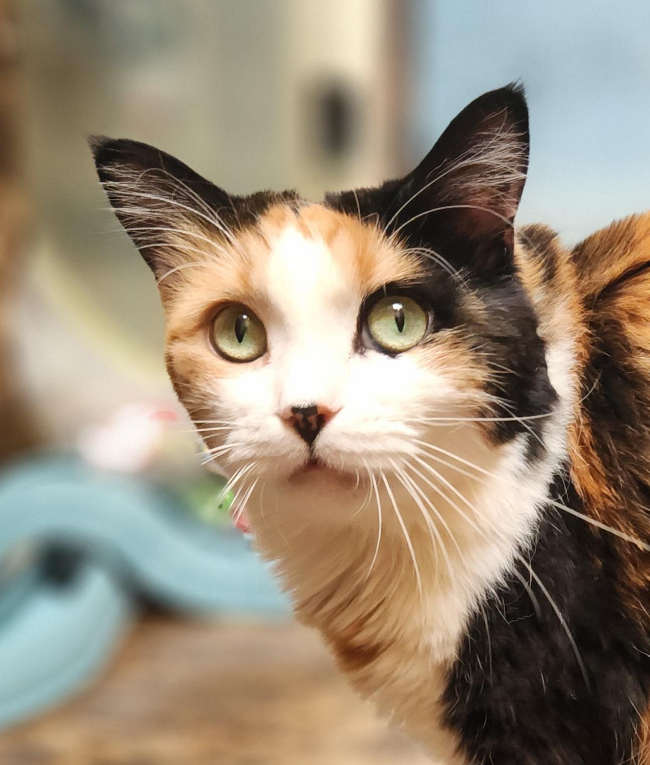 Callie, ADOPTABLE, Adult Female Domestic Medium Hair.