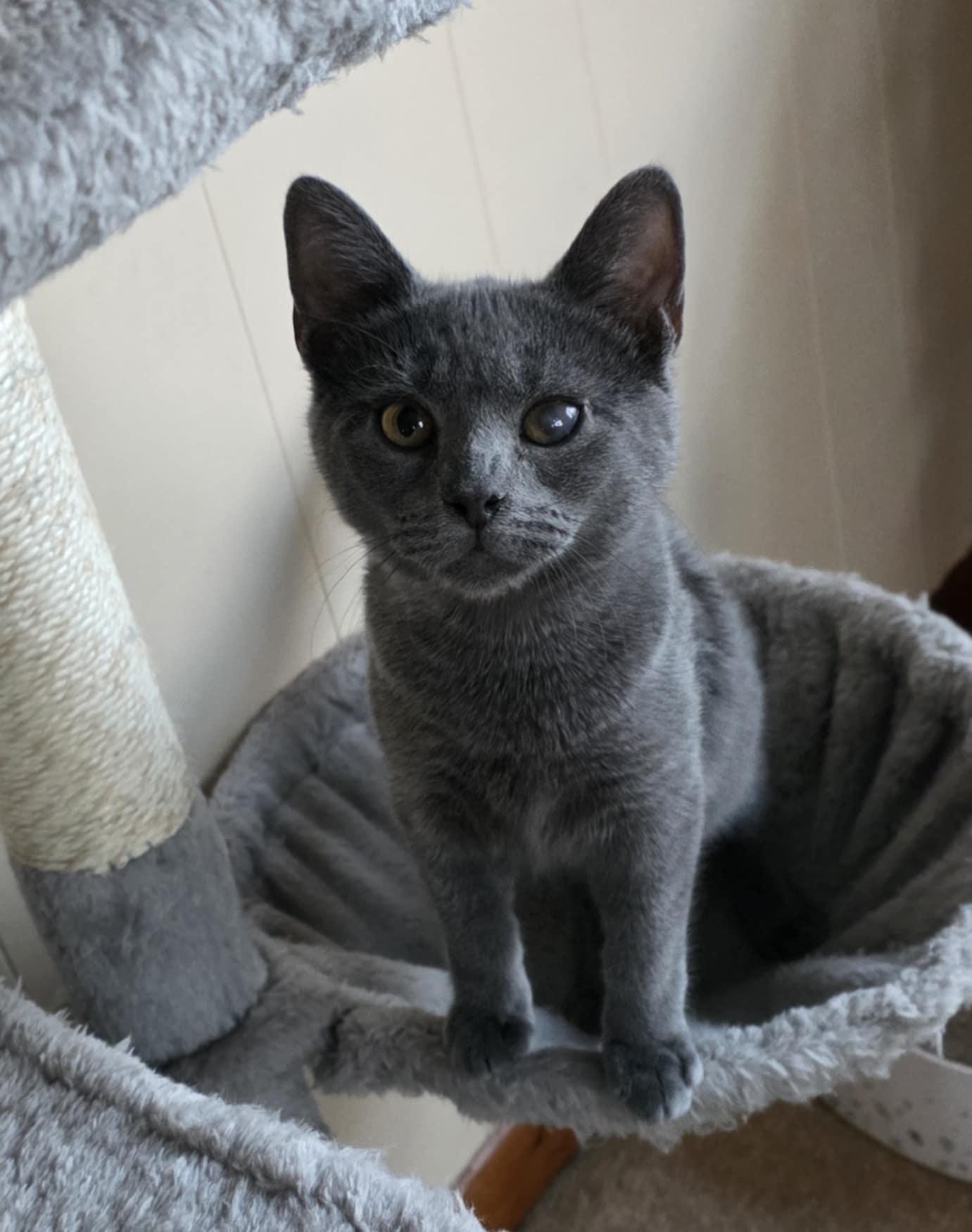 Enzo, ADOPTABLE, Young Male Domestic Short Hair.