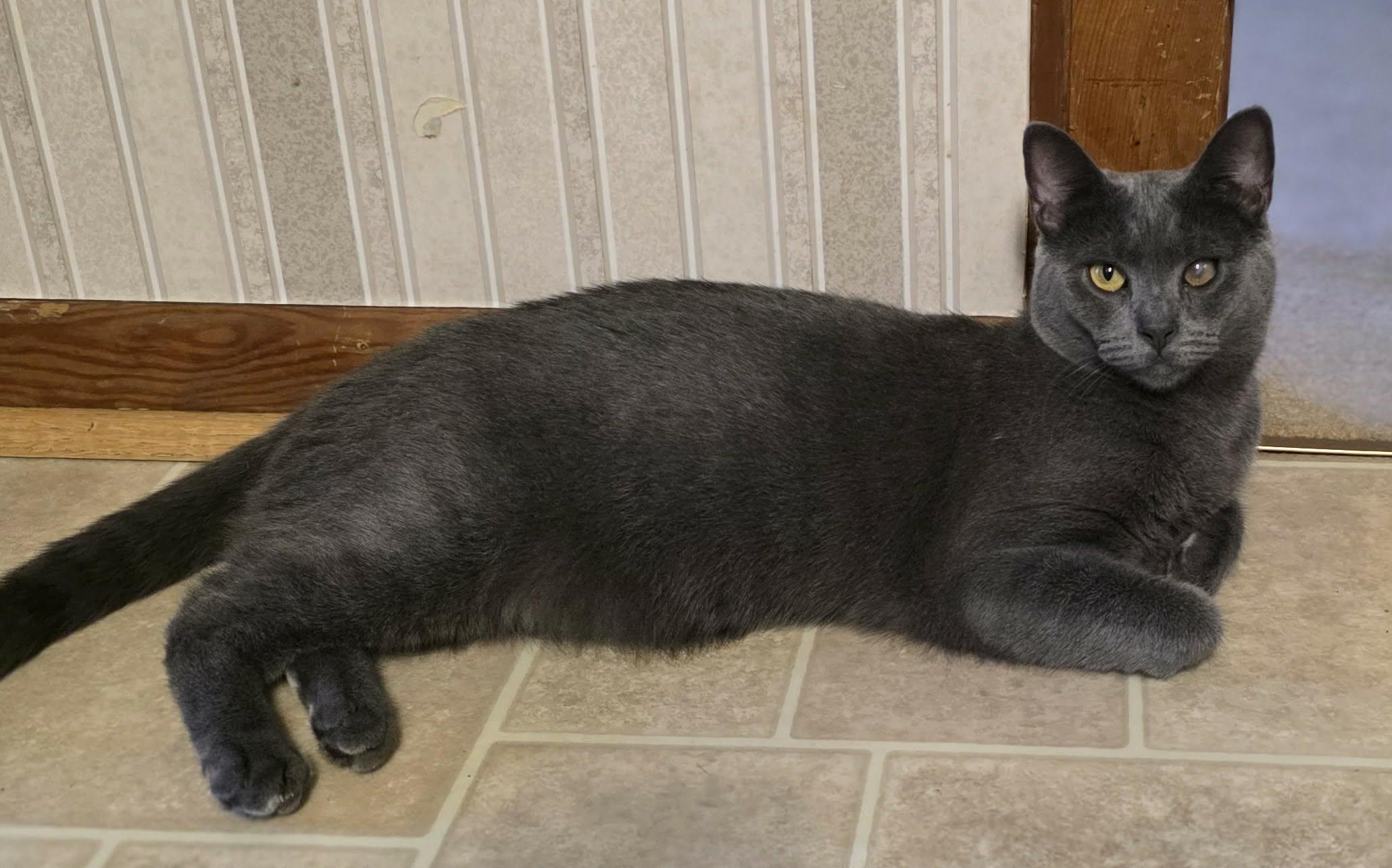Enlarge Enzo, a ADOPTABLE Domestic Short Hair in Mechanicsburg, PA image 2/4