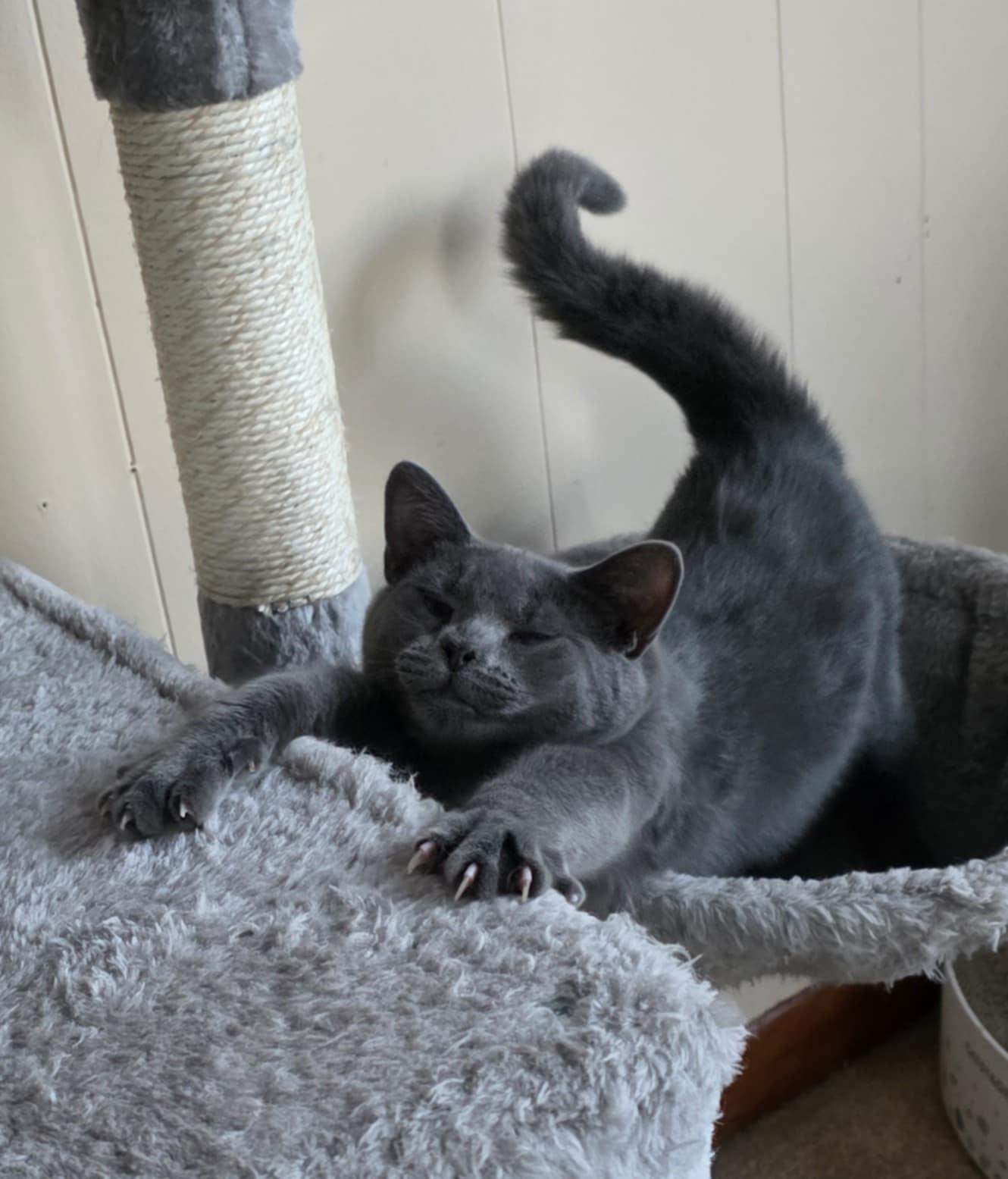 Enlarge Enzo, a ADOPTABLE Domestic Short Hair in Mechanicsburg, PA image 2/5