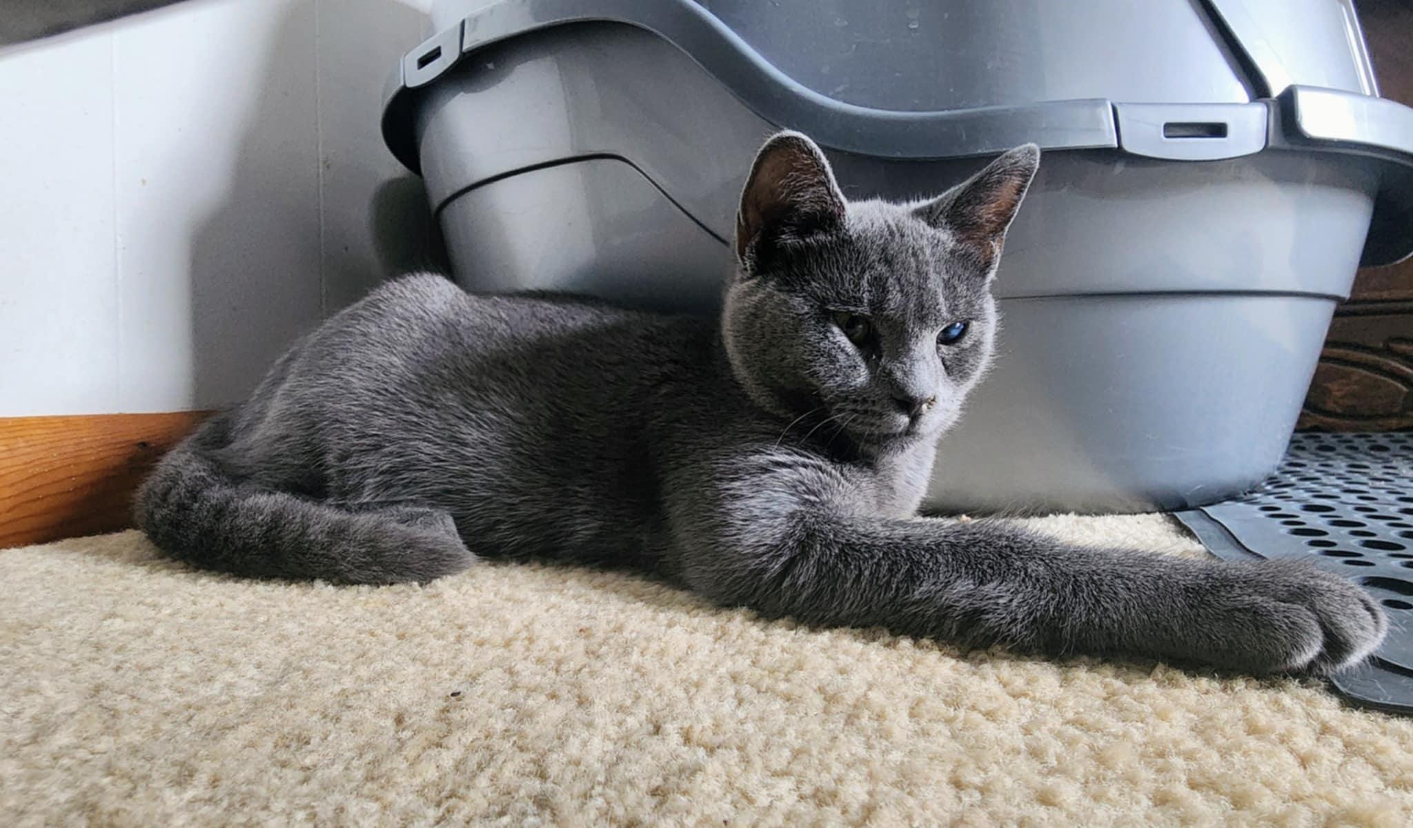 Enlarge Enzo, a ADOPTABLE Domestic Short Hair in Mechanicsburg, PA image 3/5