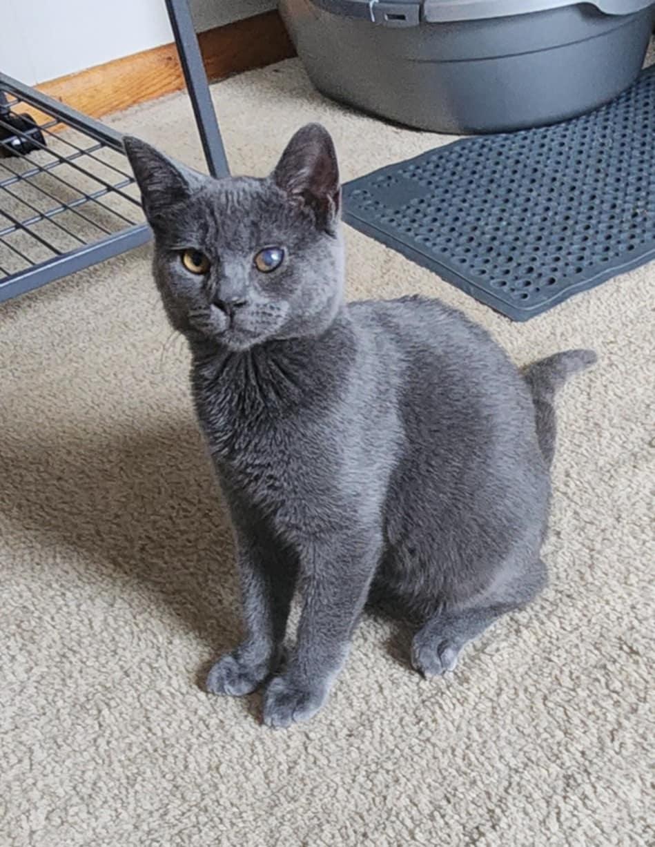 Enzo, ADOPTABLE, Young Male Domestic Short Hair.