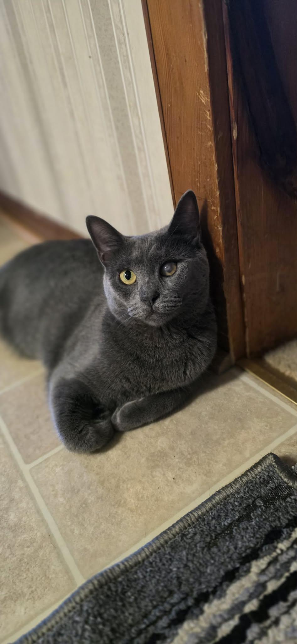 Enlarge Enzo, a ADOPTABLE Domestic Short Hair in Mechanicsburg, PA image 3/4