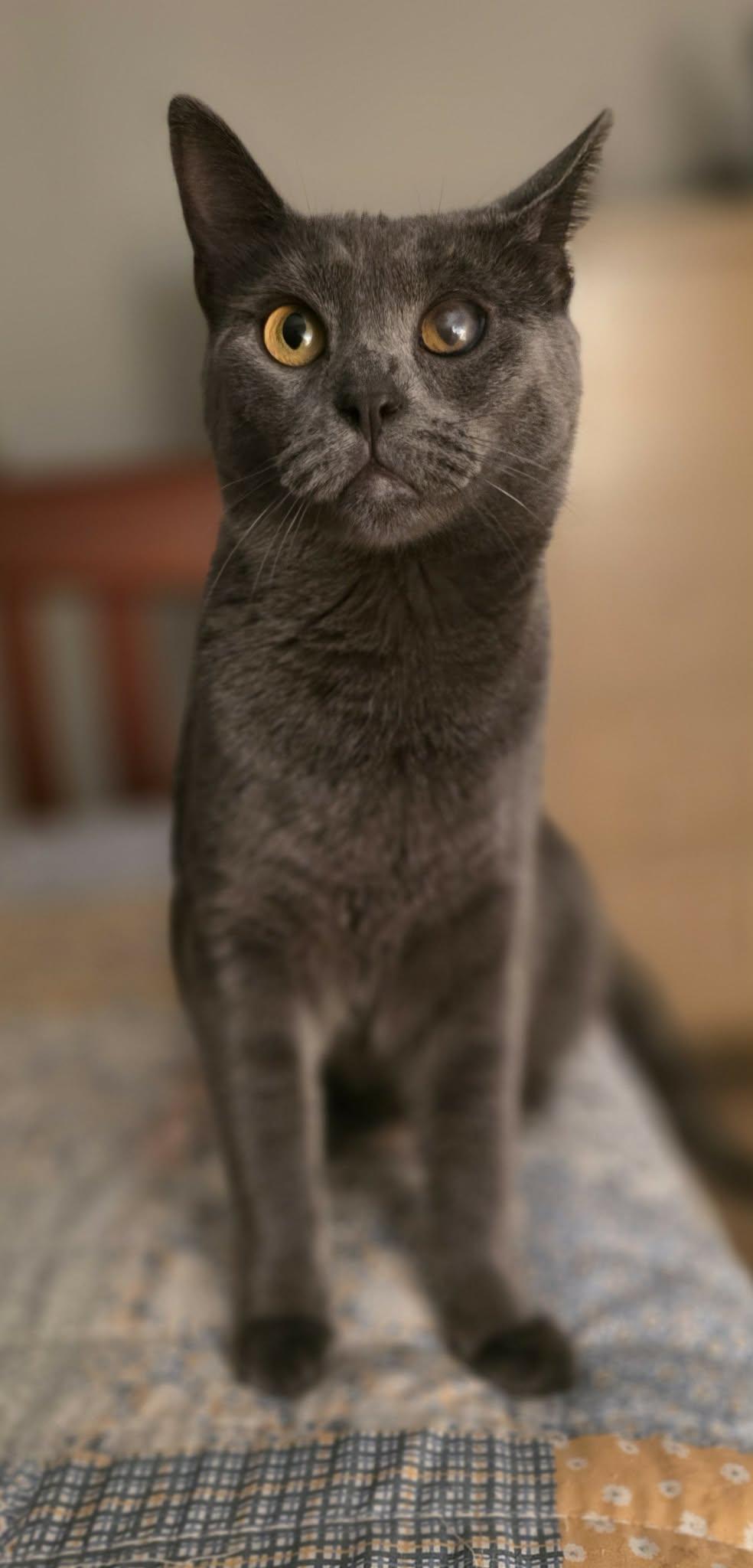 Enlarge Enzo, a ADOPTABLE Domestic Short Hair in Mechanicsburg, PA image 1/4