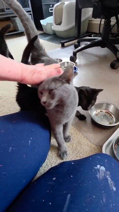Enlarge Enzo, a ADOPTABLE Domestic Short Hair in Mechanicsburg, PA video 5/5
