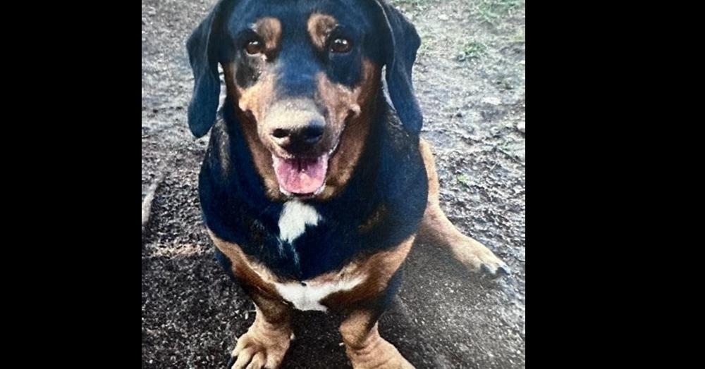 AAD Upcoming Arrival! Lt. Dan 26158, Adoptable, Adult Male Basset Hound & Dachshund.