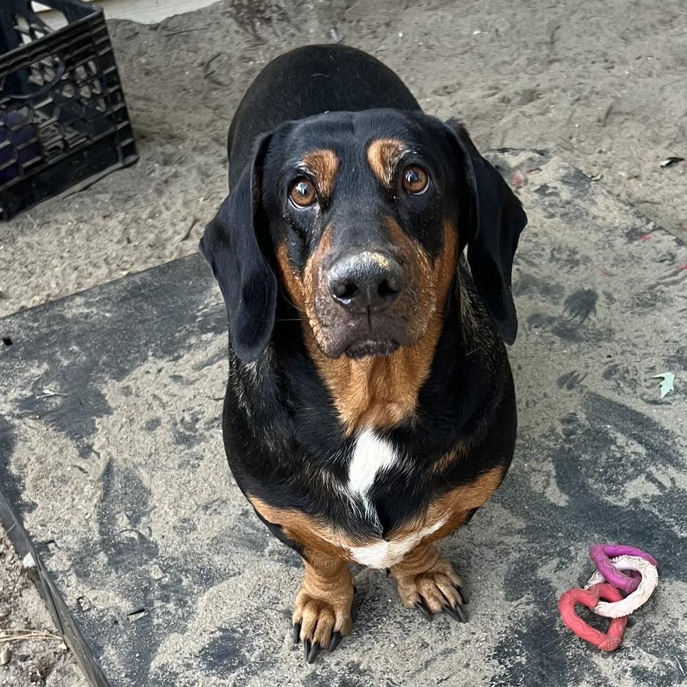Enlarge AAD New Arrival!  Lt. Dan - 26158, a Adoptable mixed breed in Armonk, NY image 2/3