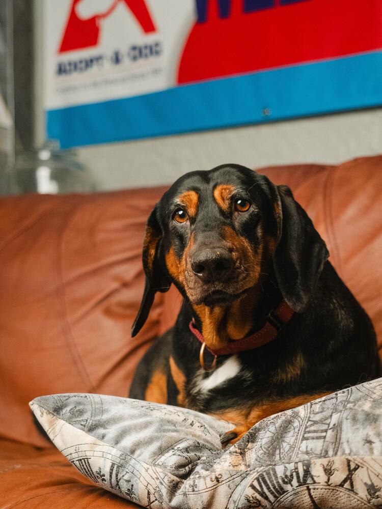 Enlarge AAD New Arrival!  Lt. Dan - 26158, a Adoptable mixed breed in Armonk, NY image 3/3