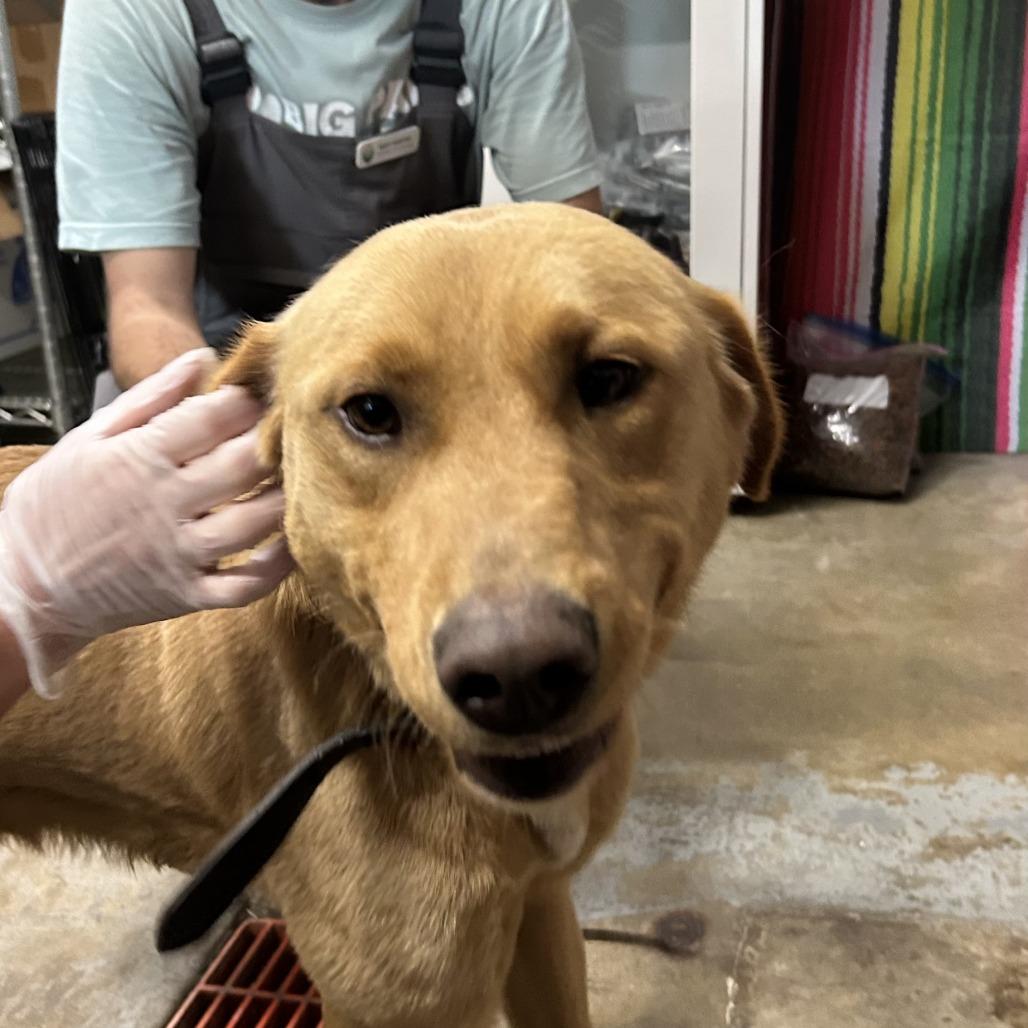 Butterscotch, Adoptable, Young Male Mixed Breed & Golden Retriever.