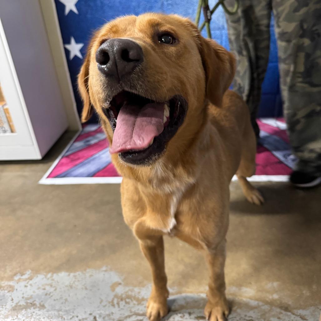 Enlarge Butterscotch, a Adoptable mixed breed in Eureka Springs, AR image 2/5