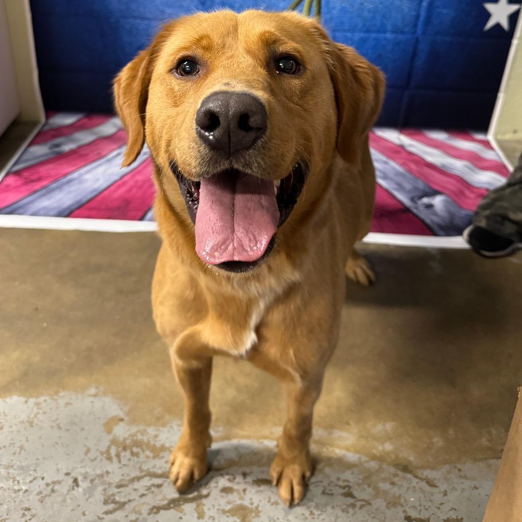 Enlarge Butterscotch, a Adoptable mixed breed in Eureka Springs, AR image 3/5