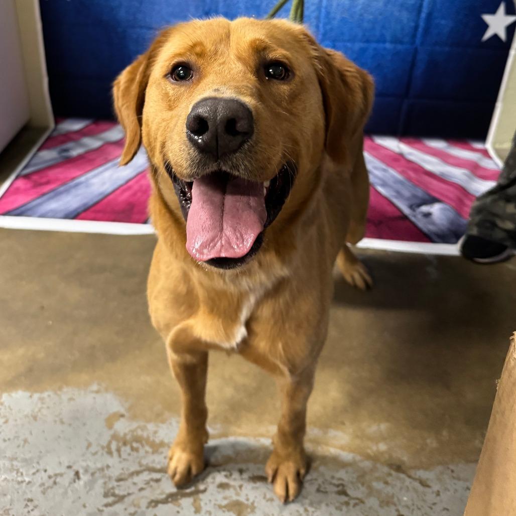 Enlarge Butterscotch, a Adoptable mixed breed in Eureka Springs, AR image 5/5