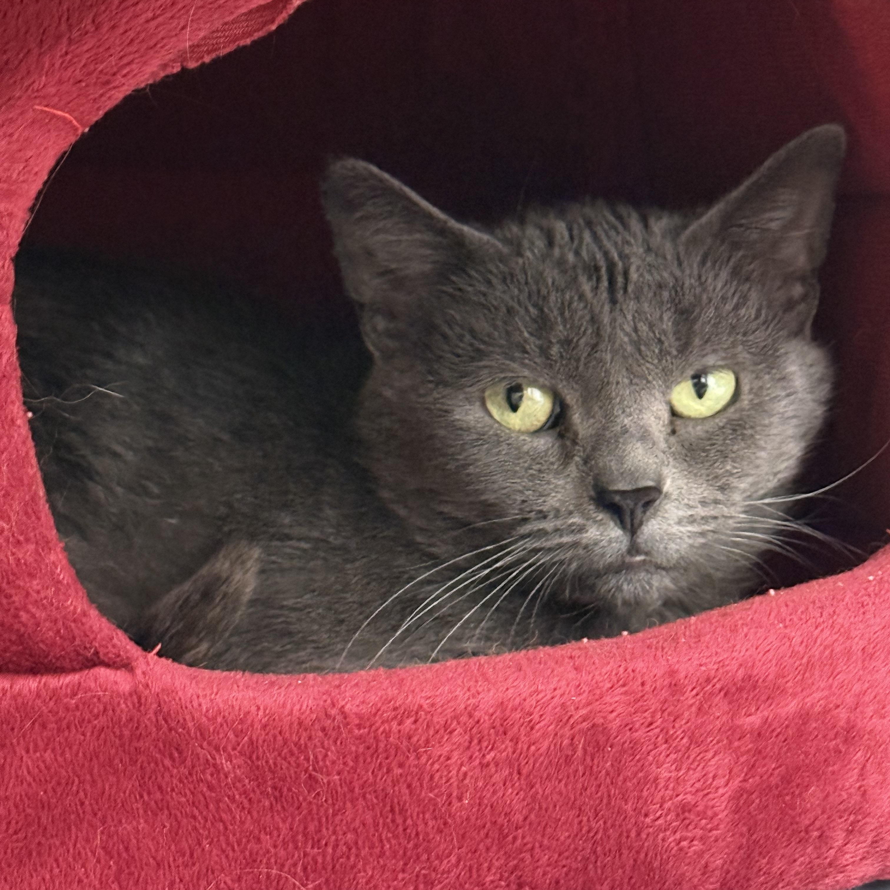 Agatha, ADOPTABLE, Adult Female Domestic Short Hair.