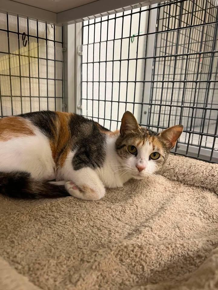 Marble, ADOPTABLE, Adult Female Domestic Short Hair.