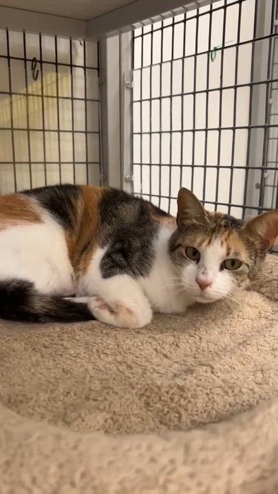 Enlarge Marble, a ADOPTABLE Domestic Short Hair in Port Lavaca, TX video 2/3