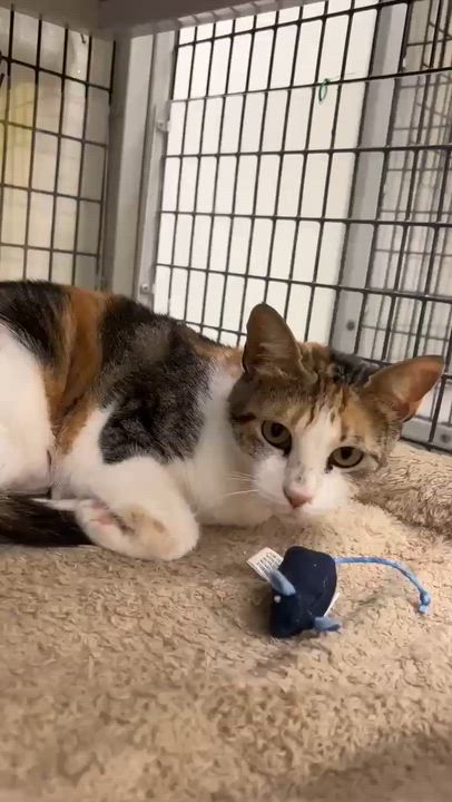 Enlarge Marble, a ADOPTABLE Domestic Short Hair in Port Lavaca, TX video 3/3