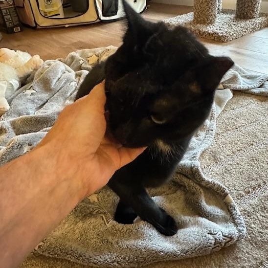 Winnie, a ADOPTABLE Domestic Short Hair in Cincinnati, OH image 5/6