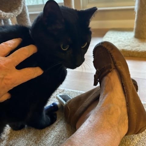 Winnie, a ADOPTABLE Domestic Short Hair in Cincinnati, OH image 3/6