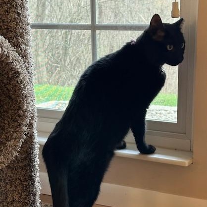 Winnie, a ADOPTABLE Domestic Short Hair in Cincinnati, OH image 6/6