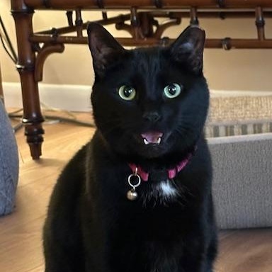 Winnie, a ADOPTABLE Domestic Short Hair in Cincinnati, OH image 1/6