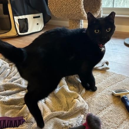 Winnie, a ADOPTABLE Domestic Short Hair in Cincinnati, OH image 2/6