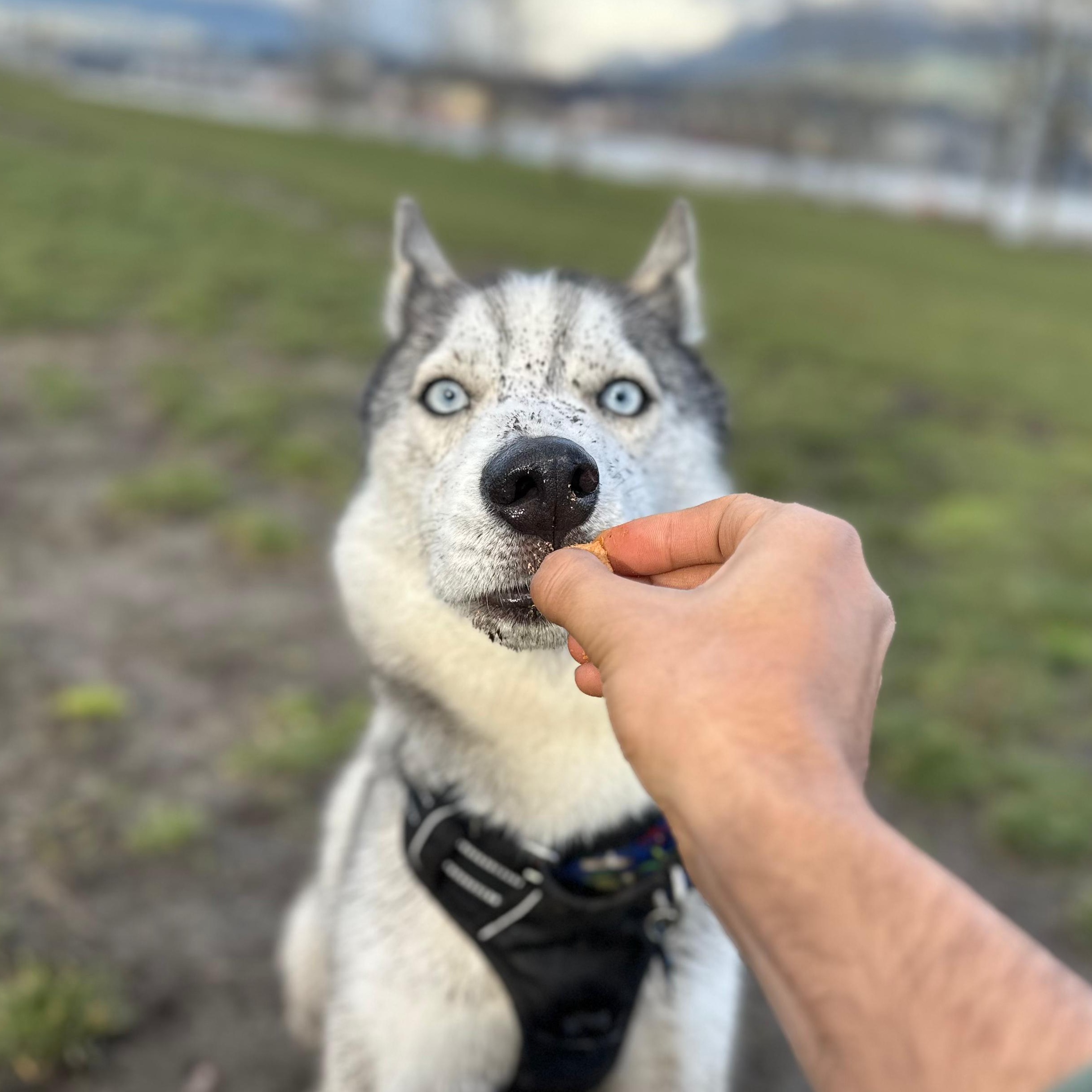 Enlarge Pepito, an adopted Husky in Vancouver, BC image 5/6