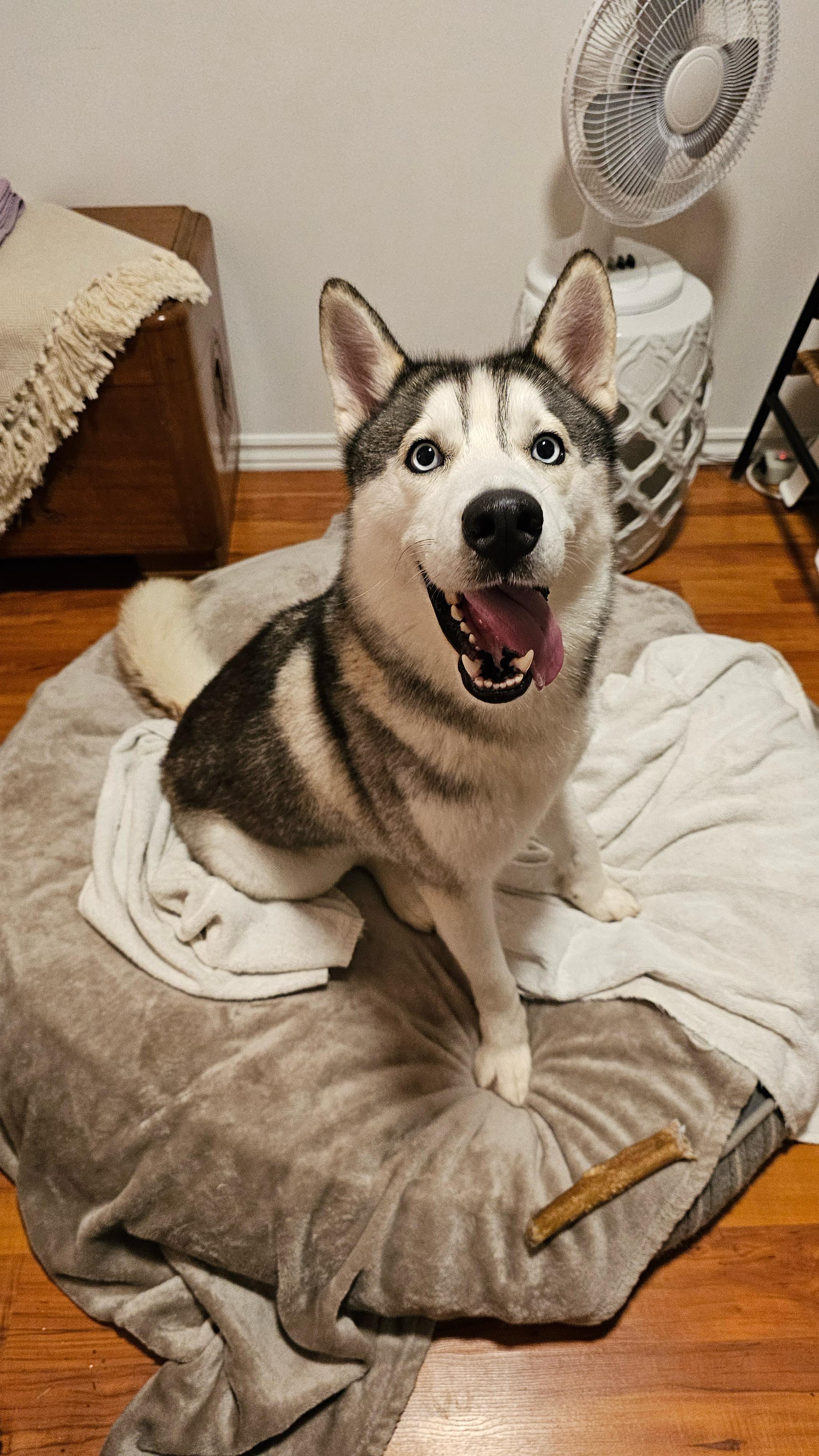 Enlarge Pepito, an adopted Husky in Vancouver, BC image 6/6