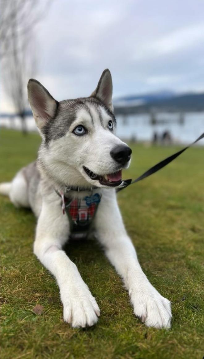 Enlarge Pepito, an adopted Husky in Vancouver, BC image 1/6