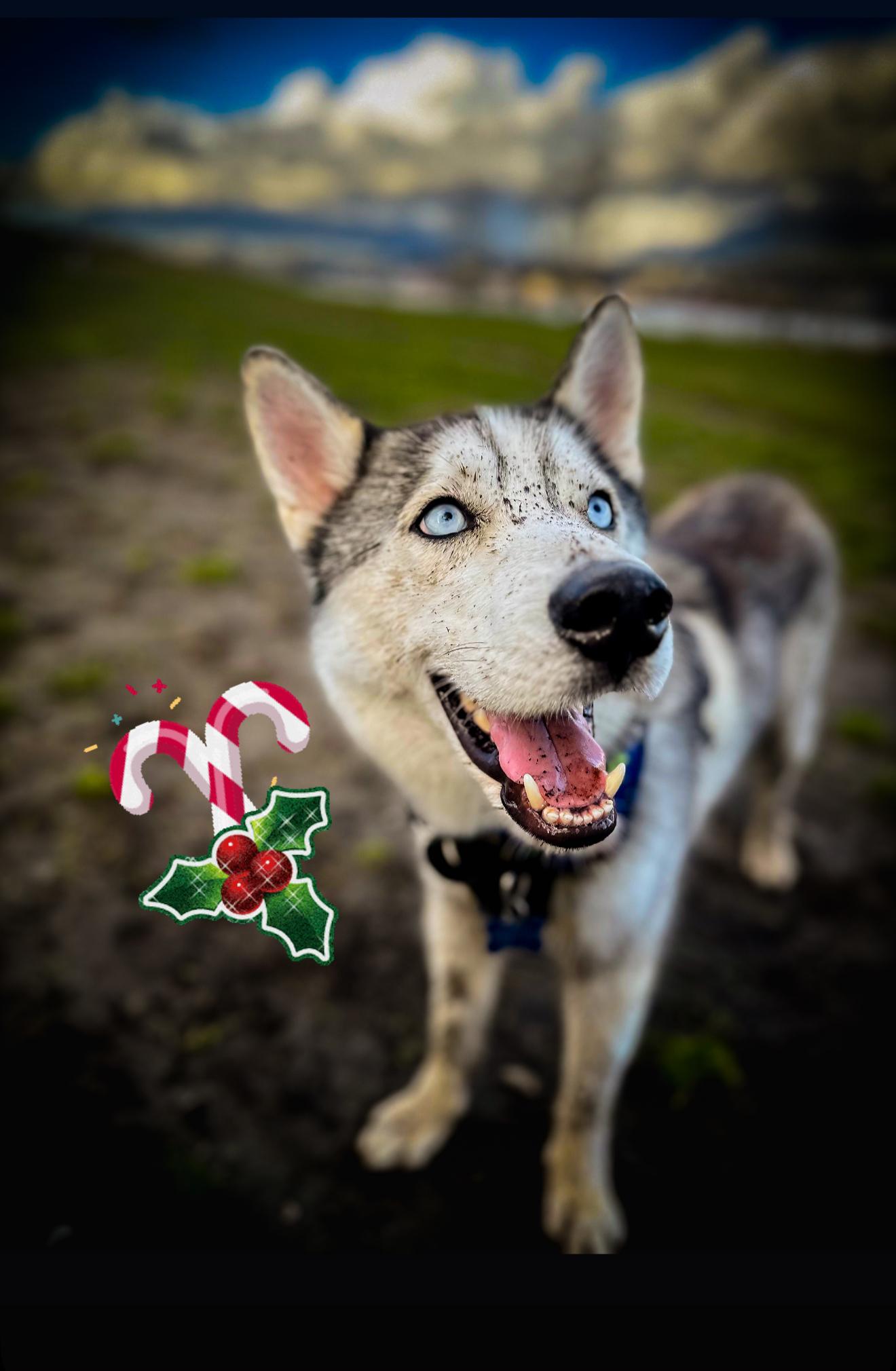 Enlarge Pepito, an adopted Husky in Vancouver, BC image 4/6