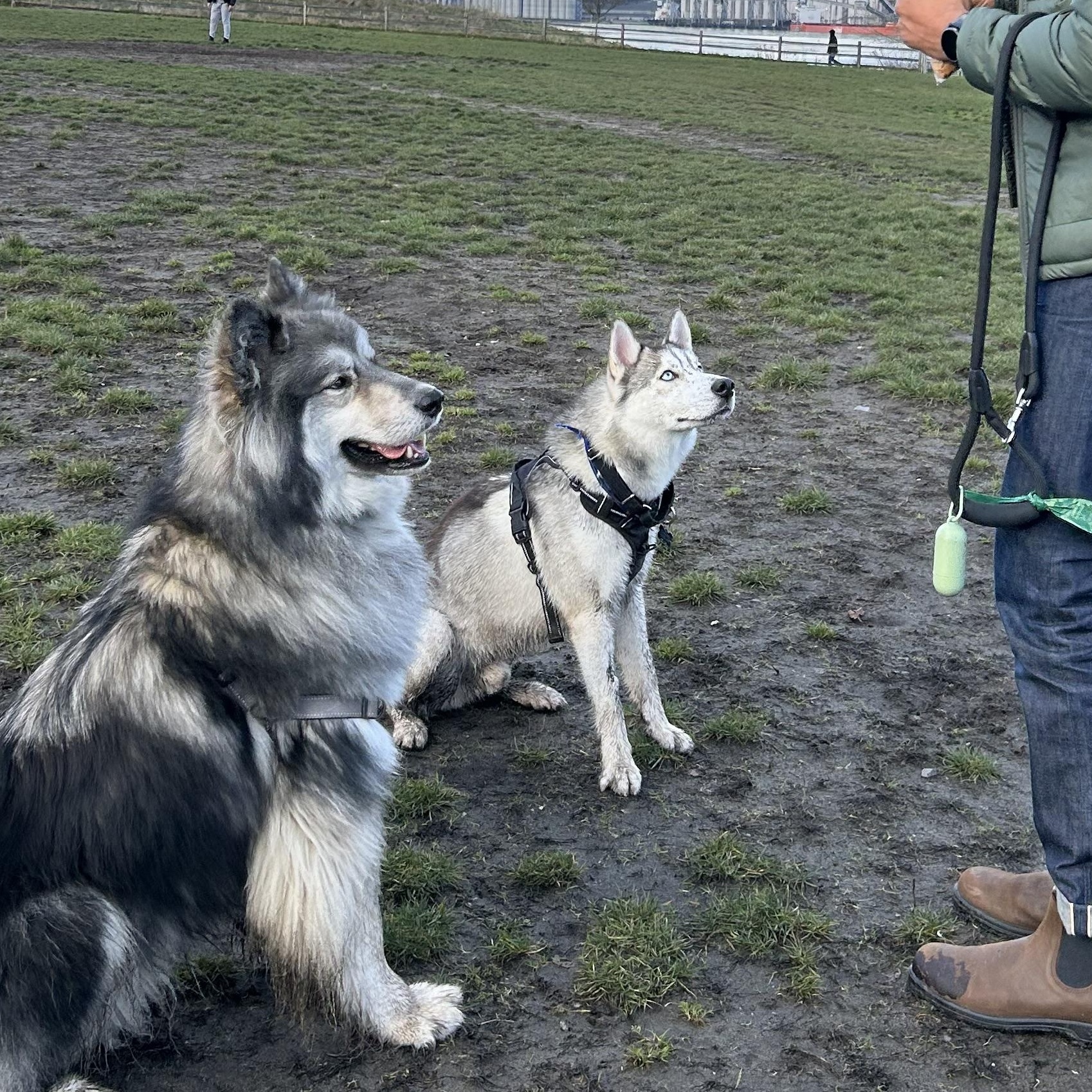 Enlarge Pepito, an adopted Husky in Vancouver, BC image 2/6