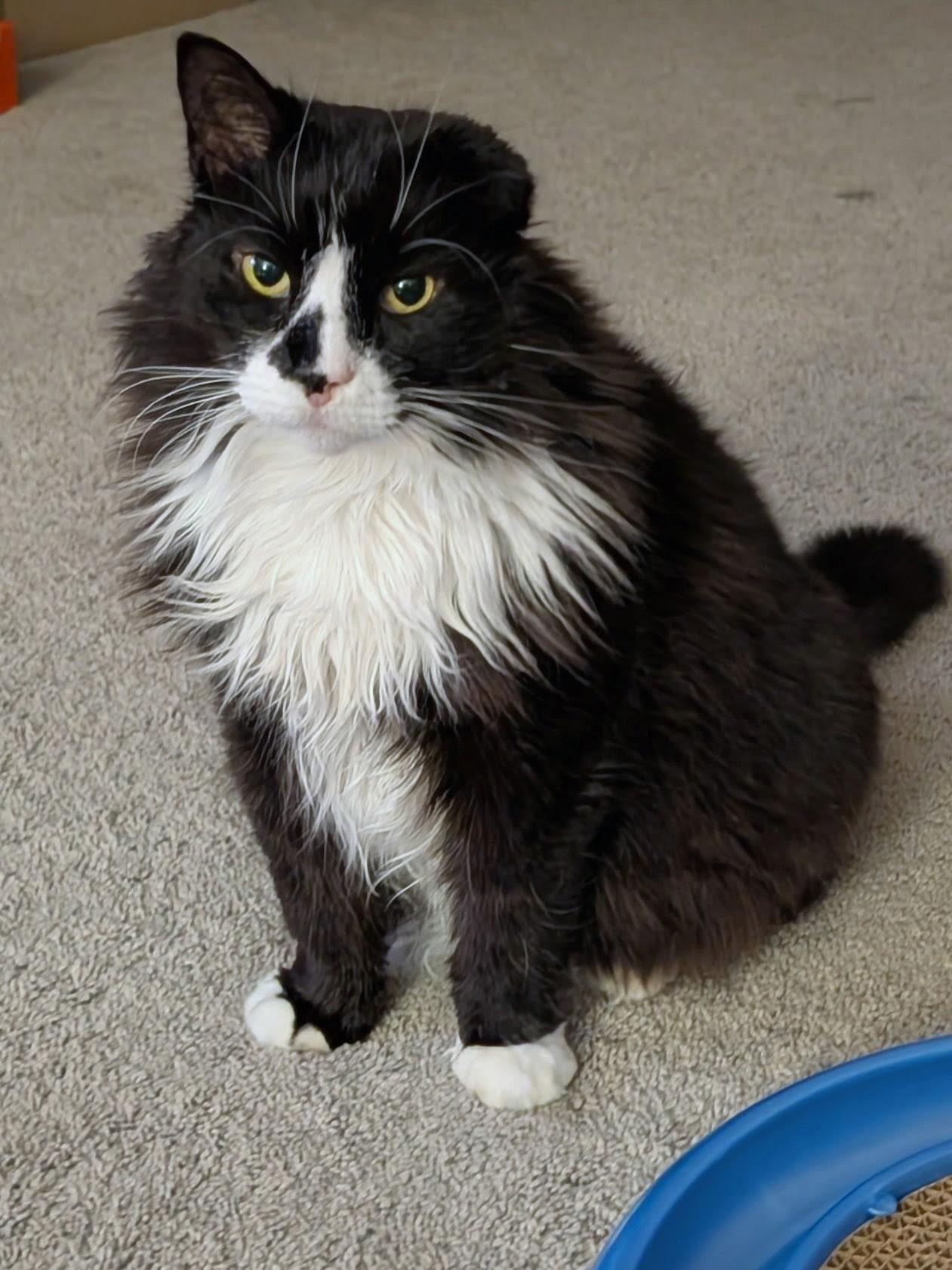 Enlarge Spirit, an adopted Domestic Long Hair in Lancaster, PA image 1/6