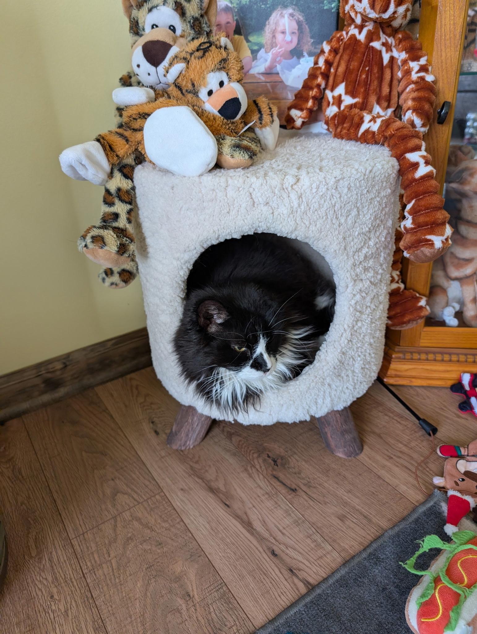 Enlarge Spirit, an adopted Domestic Long Hair in Lancaster, PA image 2/6