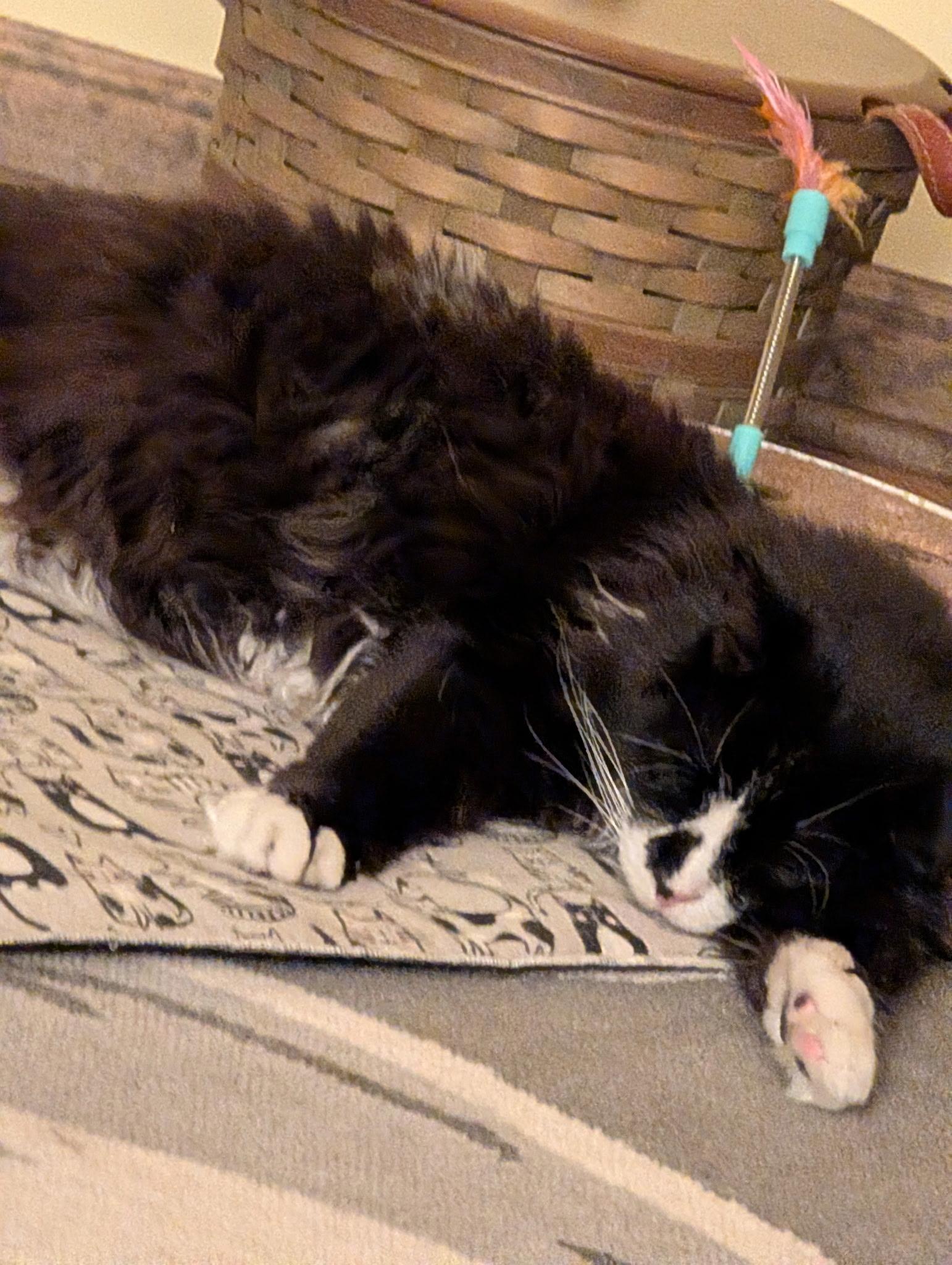 Enlarge Spirit, an adopted Domestic Long Hair in Lancaster, PA image 3/6