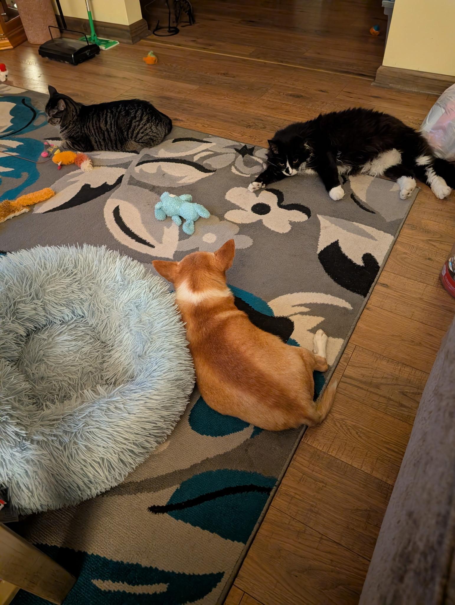 Enlarge Spirit, an adopted Domestic Long Hair in Lancaster, PA image 4/6