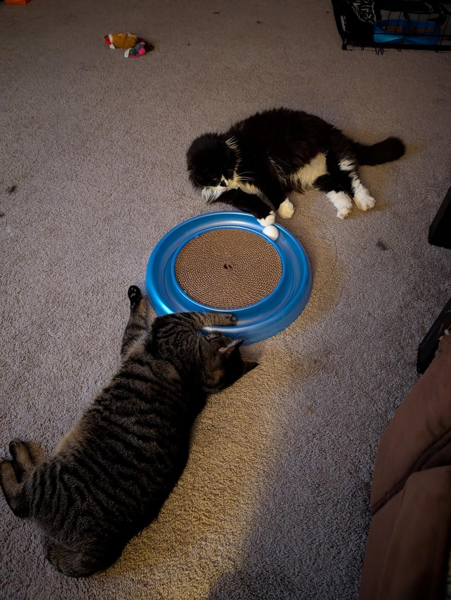 Enlarge Spirit, an adopted Domestic Long Hair in Lancaster, PA image 5/6