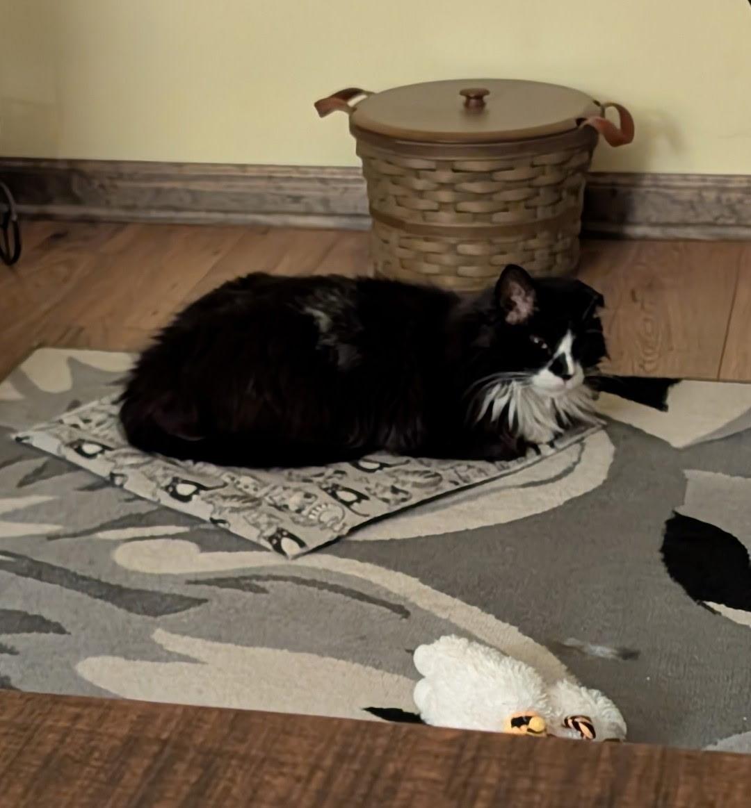 Enlarge Spirit, an adopted Domestic Long Hair in Lancaster, PA image 6/6