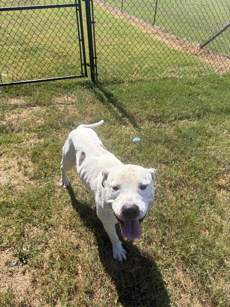 Waylon, Adoptable, Young Male Mixed Breed.