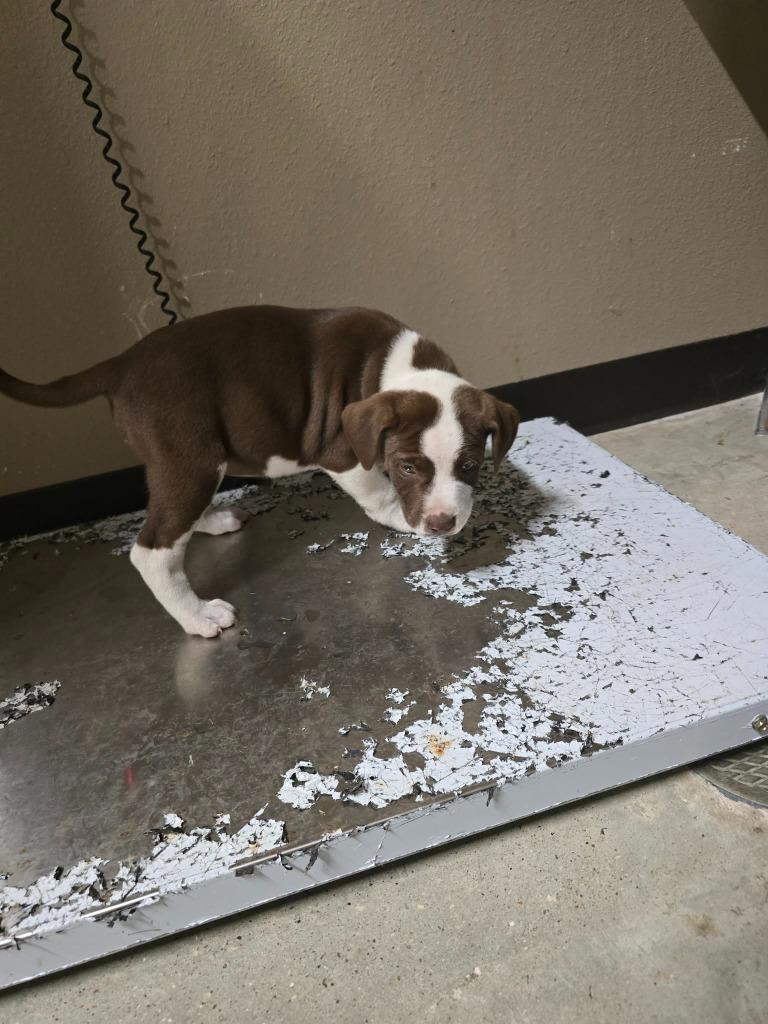 Enlarge Nash, a Adoptable Labrador Retriever in Huntsville, TX image 1/1